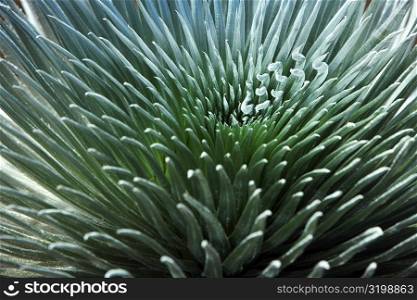 Close-up of a silversword fern, Haleakala National Park, Maui, Hawaii Islands, USA