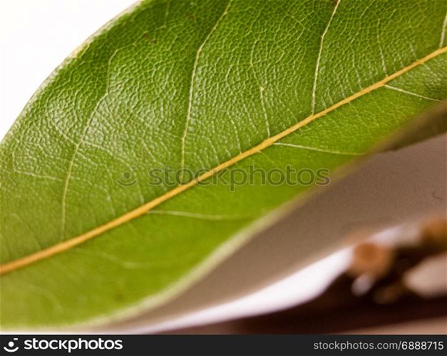 close up of a single dried bay leaf on a white background with blurred brown stem