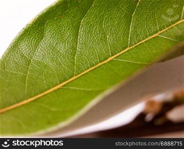 close up of a single dried bay leaf on a white background with blurred brown stem