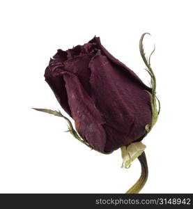 Close up of a single dried red rose with great detail. Shot with the Canon 20D.