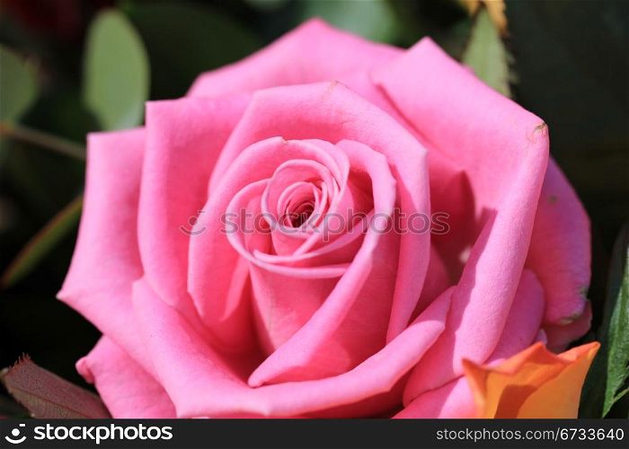 Close up of a single pink rose as part of a mixed floral arrangement