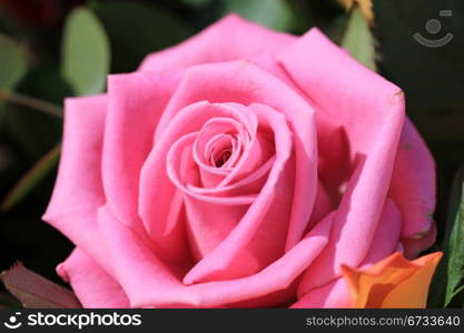 Close up of a single pink rose as part of a mixed floral arrangement