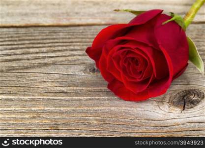 Close up of a single pristine red rose on stressed wood. Valentines day concept. Selective focus on right side front side of flower.