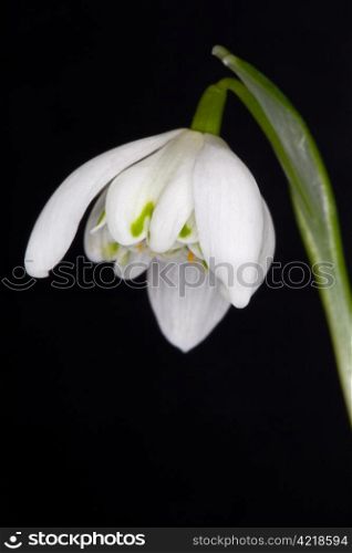 Close up of a snowdrop isolated against black