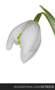Close up of a snowdrop isolated against white