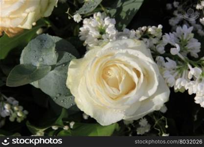 Close up of a solitaire white rose and fresh green eucalytus