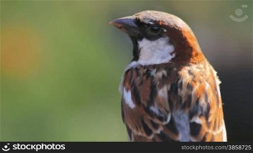 Close up of a sparrow