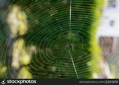 Close-up of a spider in web, Spain