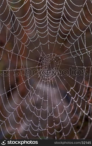 Close-up of a spiderweb with morning dew; shallow dof