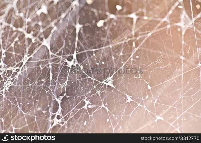 close-up of a spiderweb with shallow dof