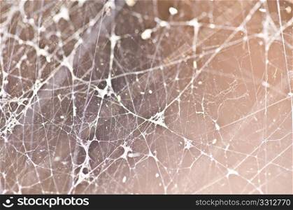 close-up of a spiderweb with shallow dof