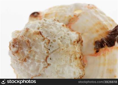 Close up of a spiral sea shell on white