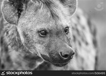 Close up of a Spotted hyena in black and white in the Kruger National Park, South Africa.
