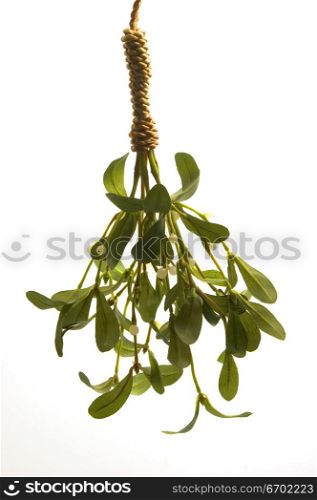 Close-up of a sprig of mistletoe hung upside down
