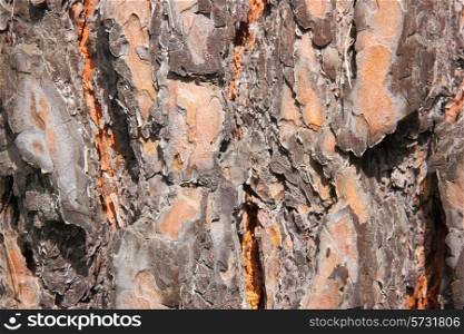 Close-up of a spruce bark