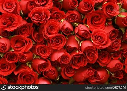 Close-up of a stack of roses