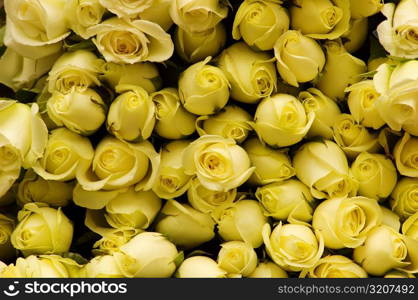 Close-up of a stack of roses