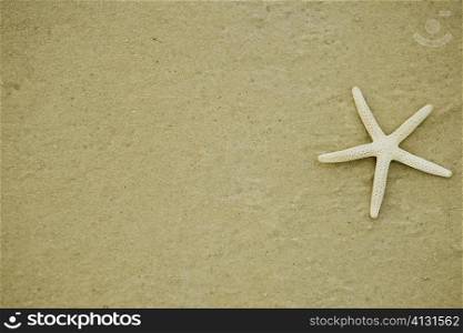 Close-up of a starfish on the beach