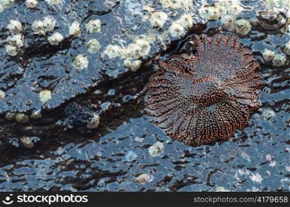 Close-up of a starfish, Tagus Cove, Isabela Island, Galapagos Islands, Ecuador