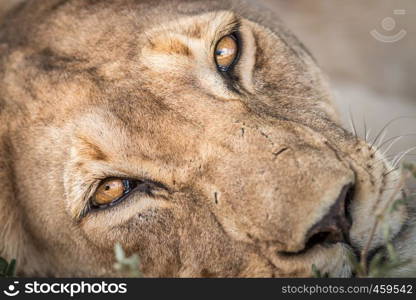 Close up of a starring Lioness in the Kgalagadi Transfrontier Park, South Africa.