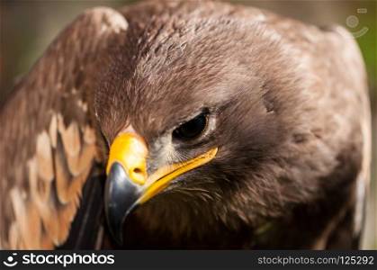 Close-up of a Steppe Eagle  Aquila Nipalensis . Bird of prey portrait.