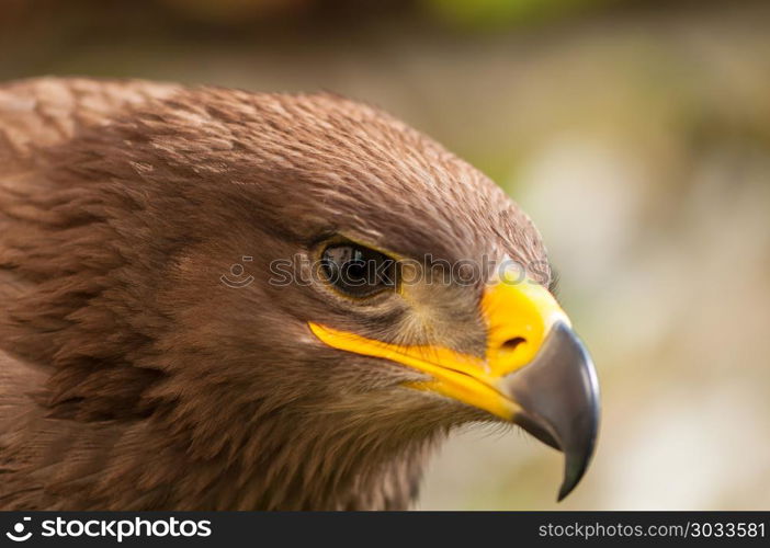 Close-up of a Steppe Eagle (Aquila Nipalensis). Bird of prey portrait.