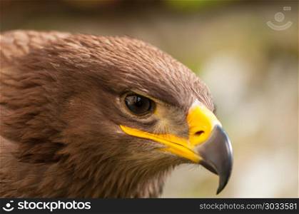 Close-up of a Steppe Eagle (Aquila Nipalensis). Bird of prey portrait.