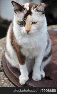 Close-up of a street cat wild cat domestic animal. Cute striped street cat