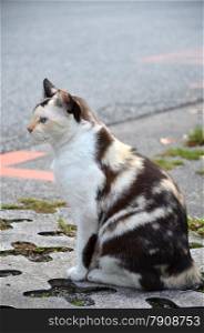 Close-up of a street cat wild cat domestic animal. Cute striped street cat