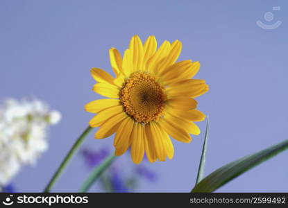 Close-up of a sunflower