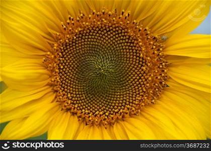 Close-up of a sunflower