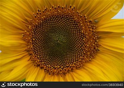 Close-up of a sunflower