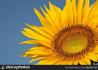 Close-up of a sunflower and blue sky in the background. Sunflower