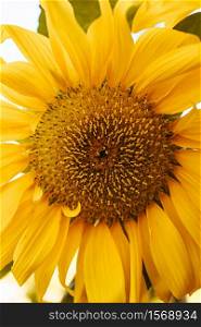 Close up of a sunflower during summer