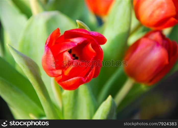 Close up of a sunlit red tulip in a bouquet