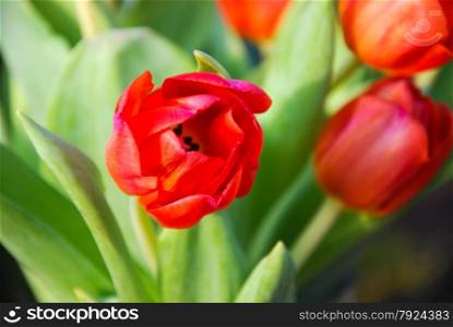 Close up of a sunlit red tulip in a bouquet