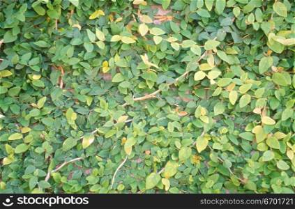 Close-up of a surface covered with leaves