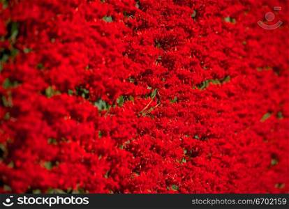 Close-up of a surface of red flowers