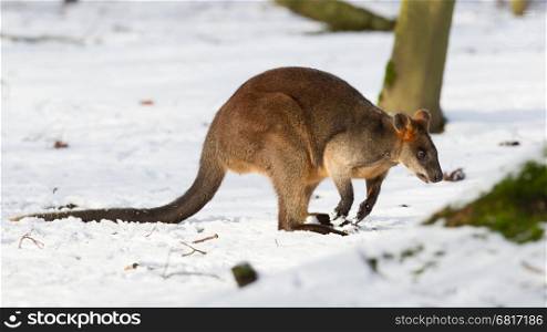 Close-up of a swamp wallaby in the snow