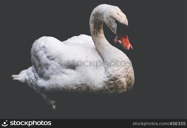 Close up of a swan on a grass field