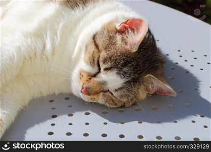 Close-up of a tabby cat sleeping on a table in a garden