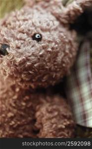 Close-up of a teddy bear