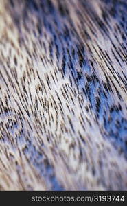 Close-up of a textured pattern