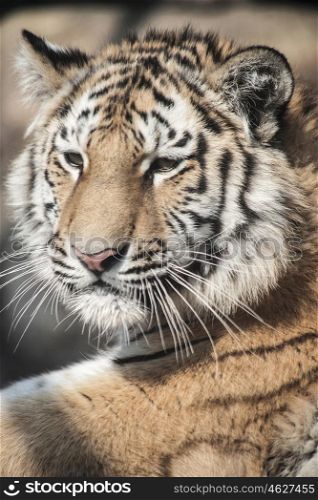 Close-up of a tiger. Dangerous predator