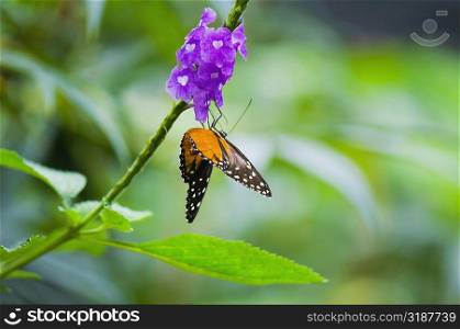 Close-up of a Tiger Longwing (Heliconius Hecale) butterfly pollinating flowers