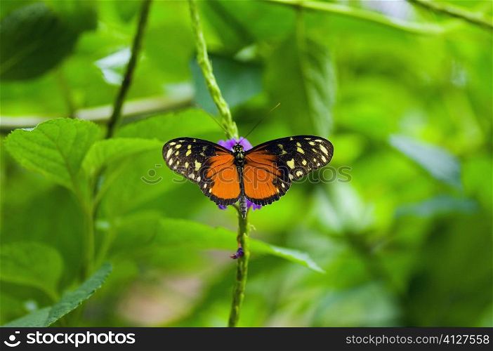 Close-up of a Tiger Longwing (Heliconius Hecale) butterfly pollinating flowers