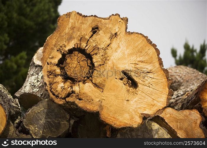 Close-up of a tree ring