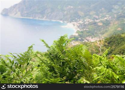 Close-up of a tree top with a sea in the background, Ligurian Sea, Italian Riviera, Monterosso al Mare, Cinque Terre, La Spezia, Liguria, Italy