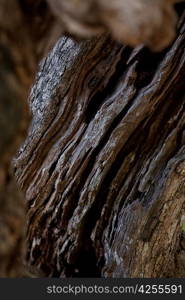 Close up of a tree trunk