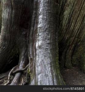 Close-up of a tree trunk, Cathedral Grove, Vancouver Island, British Columbia, Canada
